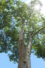 Majestic tree with sky background and sunburst Amazon basin Venezuela