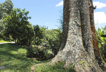 Tree roots in the tropical rainforest Venezuela