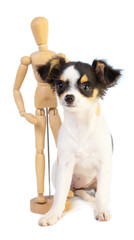 Chihuahua with a wooden mannequin