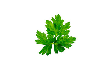 parsley leaves on isolated white background
