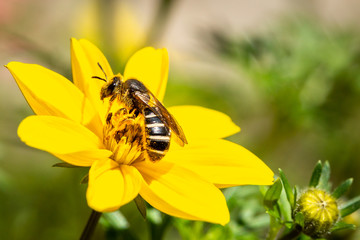 Halictus bee on a yellow flower