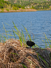 One coot standing on dry reeds and blue lake and green hill on background
