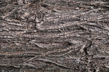 tree, bark, plum