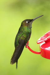 Violet chested Sternoclyta cyanopectus hummingbird perched on red feeder, only found in Venezuela and Clolombia South america  