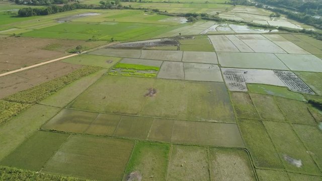 Aerial view of rice plantation,terrace, agricultural land of farmers. Tropical landscape with farmlands on island Luzon, Philippines.