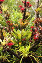 Obraz premium Bromeliad in the garden
