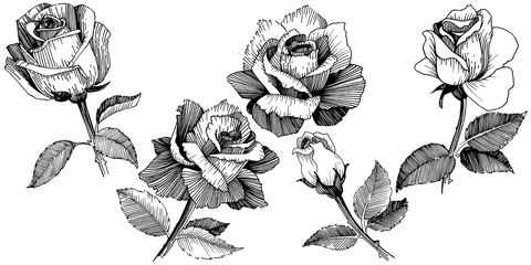 Wildflower rose in a vector style isolated. Vector wildflower for background, texture, wrapper pattern, frame or border.