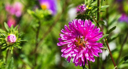 Obraz premium Flor com abelha