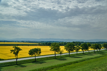 Naklejka premium Rural landscape with an asphalt road and a blooming rapeseed in Poland.