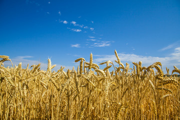 wheat field against the sky