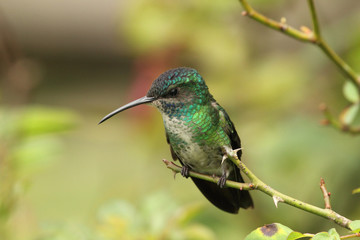 Golden tailed sapphire Chrysuronia oenone hummingbird perched in a rose branch 