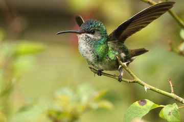 Fototapeta na wymiar Golden tailed sapphire hummingbird perched in a rosa branch displaying wings taking flight