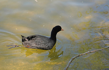 One leg injured coot bird swimming in green water
