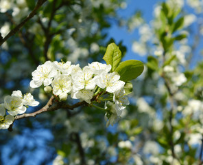 white flowers and green leaves on a plum tree sunny day. gentle spring natural landscape. blooming garden