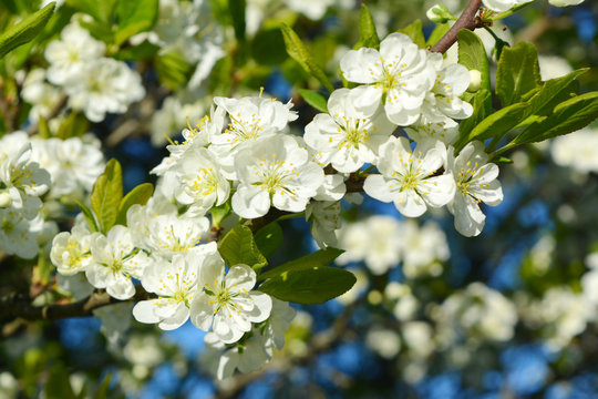 white flowers and green leaves on a plum tree sunny day. gentle spring natural landscape. blooming garden