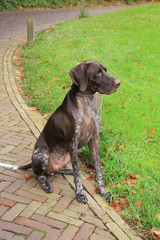 German Shorthaired Pointer