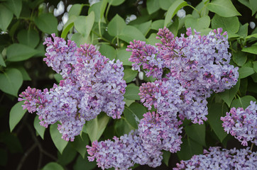 flowering lilac branch