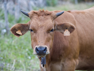 Cow head with tags in Asturias, Spain.