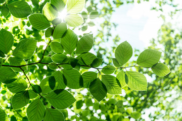 Grüner Frühlings Hintergrund
