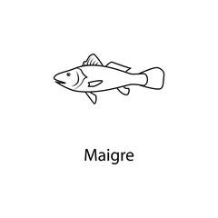 maigre icon. Element of marine life for mobile concept and web apps. Thin line maigre icon can be used for web and mobile. Premium icon
