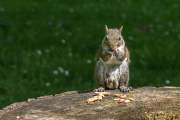 gray squirrel in front of a tree eats a hazelnut holding it with paws.