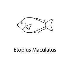 etoplus maculatus icon. Element of marine life for mobile concept and web apps. Thin line etoplus maculatus icon can be used for web and mobile. Premium icon