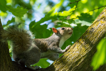 gray squirrel in front of a tree eats a hazelnut holding it with paws.