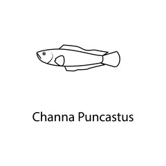 channa puncastus icon. Element of marine life for mobile concept and web apps. Thin line channa puncastus icon can be used for web and mobile. Premium icon