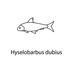 hyselobarbus dubius icon. Element of marine life for mobile concept and web apps. Thin line hyselobarbus dubius icon can be used for web and mobile. Premium icon