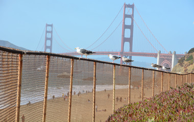 Beautiful seagull scene in front of golden gate bridge
