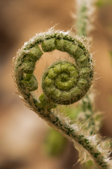 Fiddlehead fern close-up
