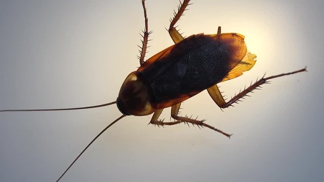 Cockroach isolated and dying on white glass with light effects