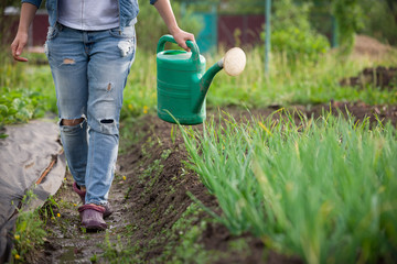 Woman watering plants with watering can in the garden. Farmer growing vegetables and working in the garden.