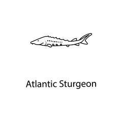 atlantic sturgeon icon. Element of marine life for mobile concept and web apps. Thin line atlantic sturgeon icon can be used for web and mobile. Premium icon