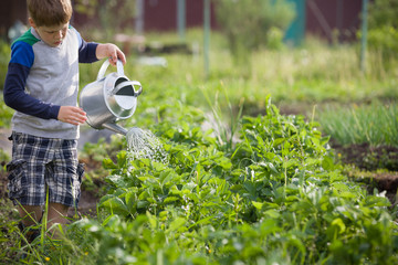 Cute little toddler boy watering plants with watering can in the garden.. Adorable little child helping parents to grow vegetables and having fun. Activities with children outdoors. © goodmoments