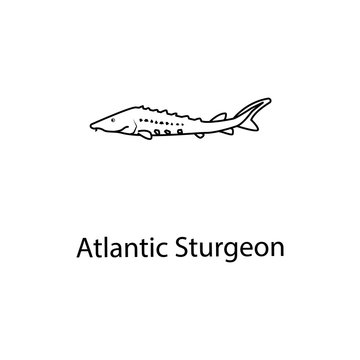 atlantic sturgeon icon. Element of marine life for mobile concept and web apps. Thin line atlantic sturgeon icon can be used for web and mobile. Premium icon