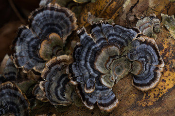 Polypore mushroom close-up