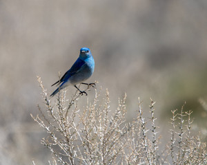 Rocky Mountain Blue Bird 