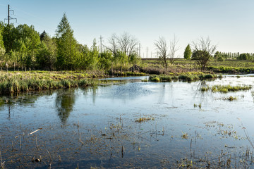 the swampy terrain with dry grass, young green trees, power line in the forest, spring sunset time