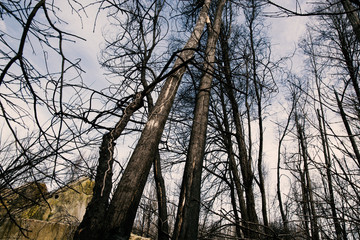 Dirt road in the village