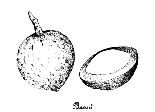 Hand Drawn of Bacuri on White Background