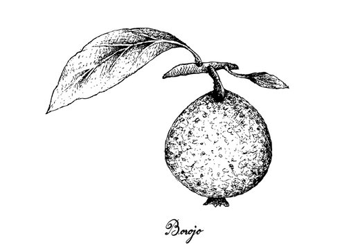Hand Drawn of Borojo or Alibertia Patinoi Fruits