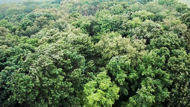 Trees sway in wind, green forest in rainy windy weather, view from above