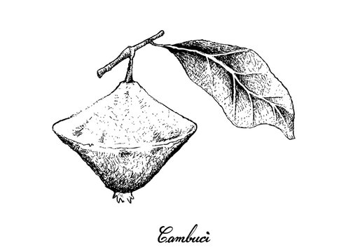 Hand Drawn of Cambuci Fruit on White Background