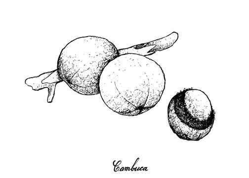 Hand Drawn of Cambuca Fruits on White Background