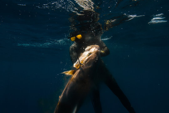 Spearfishing Amberjack
