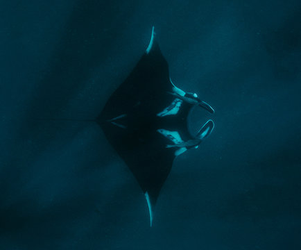 Manta Ray