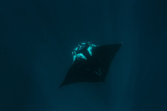 Manta Ray