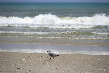 Seagull on the beach with waves in background