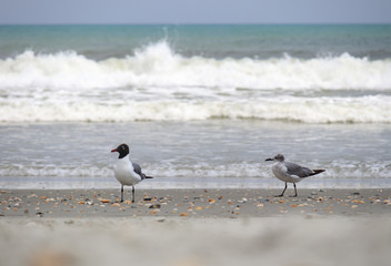 Seagulls on the beach with waves in background